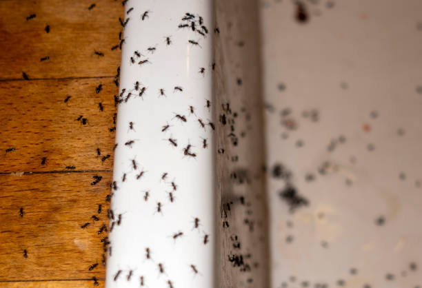 Best Affordable Pest Control Services  in Oxford, GA